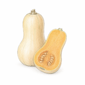 Butternut